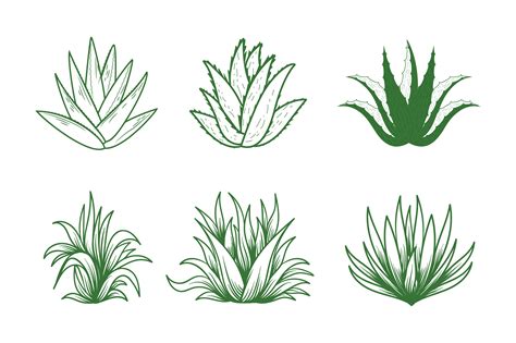 Aloe Vera Vector Illustration Illustration Par Vectoratorofficial