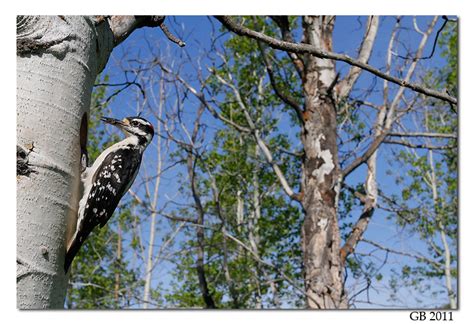 HAIRY WOODPECKER