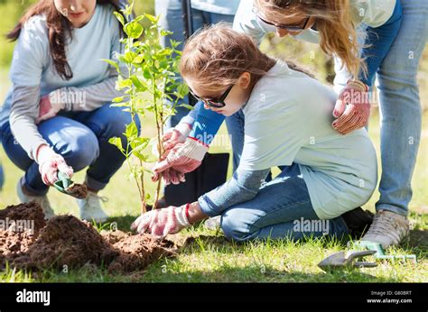 Group Of Volunteers Planting Tree In Park Stock Photo Alamy