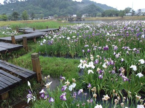 敦賀市総合運動公園花菖蒲園 クチコミガイド【フォートラベル】敦賀