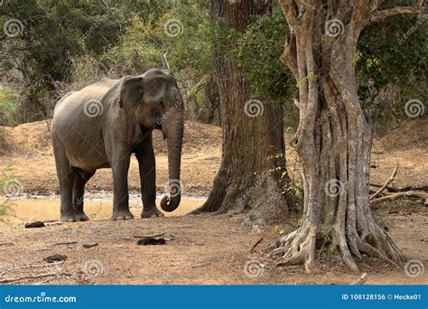 Wild Elephants in the Yala National Park of Sri Lanka Stock Photo ...