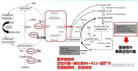 世界子痫前期日 子痫前期与同型半胱氨酸 知乎