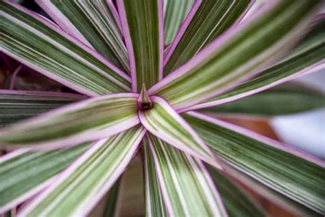 Tradescantia Spathacea Moses In The Cradle Care 2024 Garden Pals