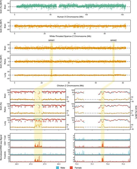 Sex Differences In DNA Methylation On Sex Chromosomes And Chromatin