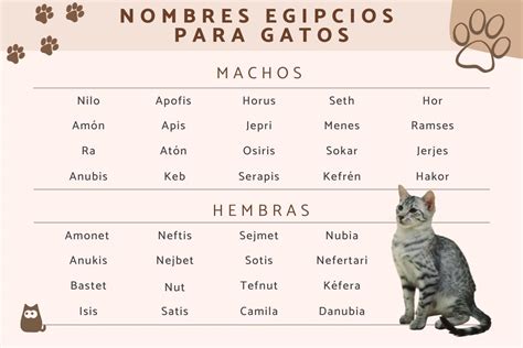 Nombres Para Gatos Machos Nombres Para Gato Macho Nombres Para Gatas