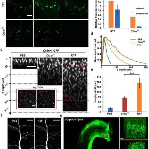 Preservation of GFP fluorescence and morphology maintanence. (a)... | Download Scientific Diagram