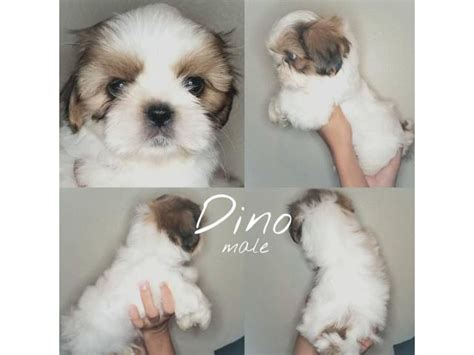 Shih Tzu pure breed puppies Orlando - Puppies for Sale Near Me