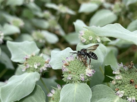 Cellophane Cuckoo Bees From Fox Chase Dr Southaven Ms Us On July