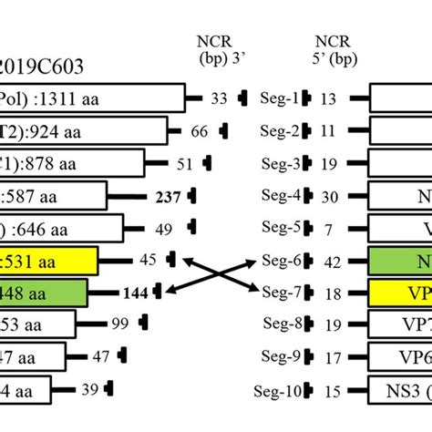 A Age Of Jh C Genomic Dsrna B Schematic Representation Of The