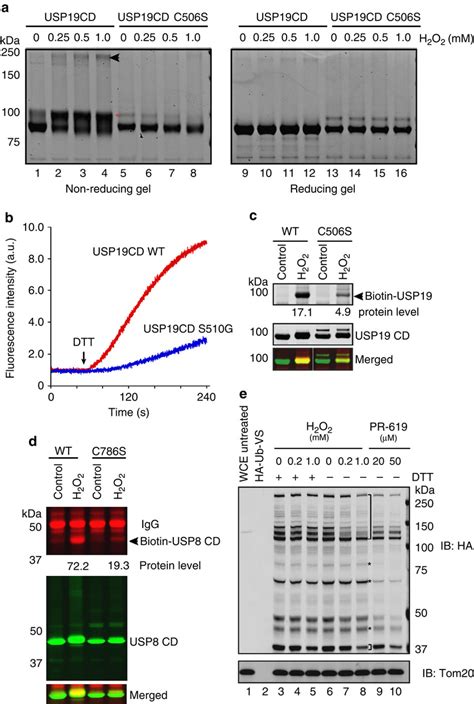 The Catalytic Cysteines In DUBs Are Prone To Oxidation In Vitro And In