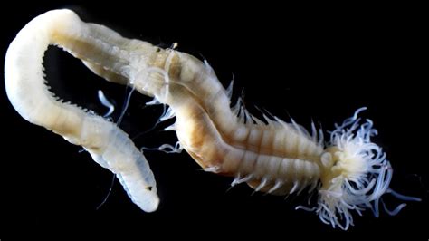 Watch the mucus-filled, synchronized mating dance of bioluminescent ...