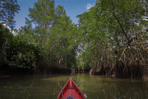 MAP News Issue #595 - April 6, 2024 - Mangrove Action Project