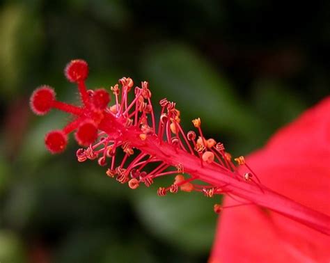 Hibiscus Sex Organs Espion Flickr