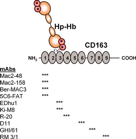 Molecular Characterization Of The Haptoglobin·hemoglobin Receptor Cd163