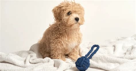 Maltipoo 9 Important Things You Need To Know