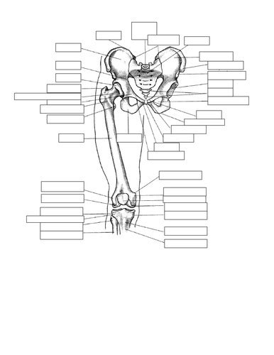 Anatomical Kinesiology Hip And Pelvis Exam Flashcards Quizlet