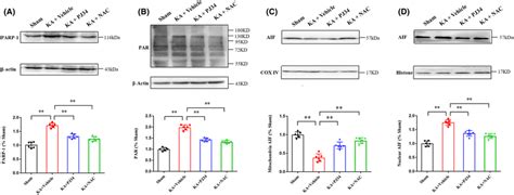 Administration Of Pj And Nac Modulates Parthanatosrelated Protein