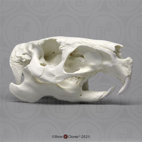 Capybara Skull Bone Clones Osteological Reproductions