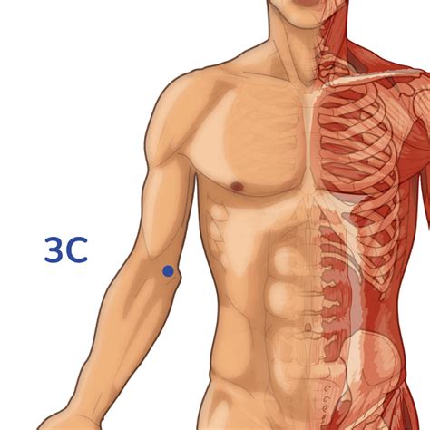 Méridien du Cœur Trajet et points d acupuncture