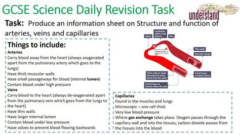 Gcse Science Daily Revision Task 20 Blood Vessels Gcse Science