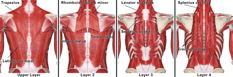 Upper Back Muscles Anatomy