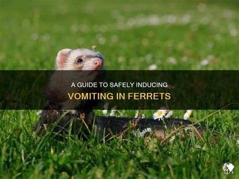 A Guide To Safely Inducing Vomiting In Ferrets Petshun