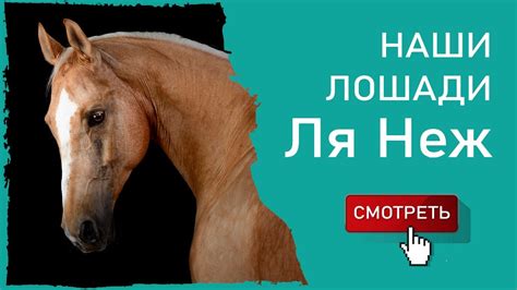 Наши лошади - Ля Неж - YouTube