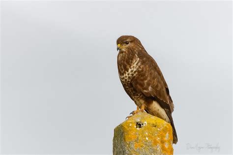 Buse Variable Domaine Des Oiseaux Mazeres Ariege Franc Denis