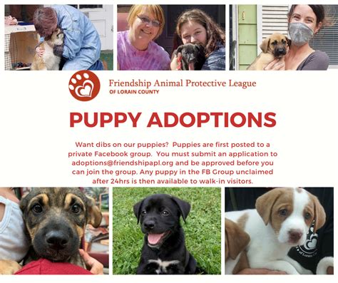 Puppy Adoptions - Friendship Animal Protective League of Lorain County