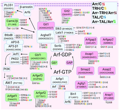 Alterations In Phosphorylation Of Phosphoproteins Involved In Arf