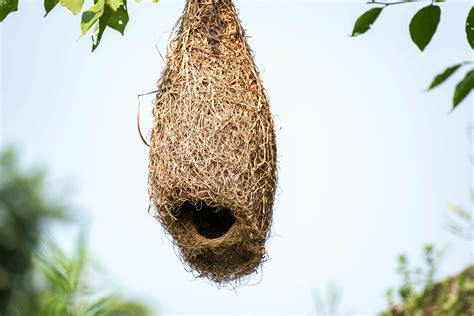 Parrot Nest Photos, Download The BEST Free Parrot Nest Stock Photos