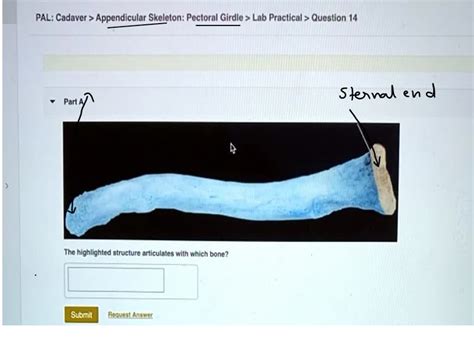 SOLVED Appendicular Skeleton Upper Limb Lab Practical Question 4