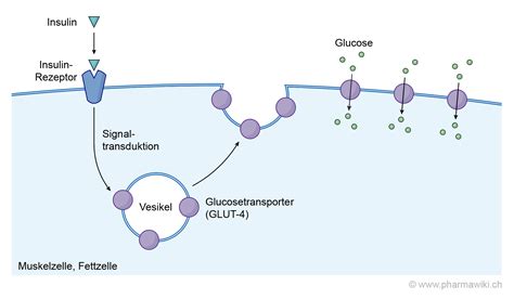 Pharmawiki Insuline