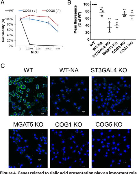 Figure 4 From Crisprcas9 Mediated Gene Knockout Screens And Target