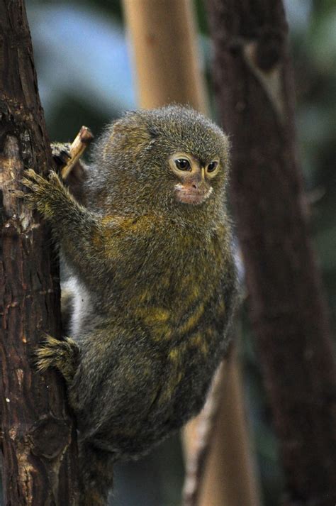 Pygmy Marmoset - The Smallest Monkey Species