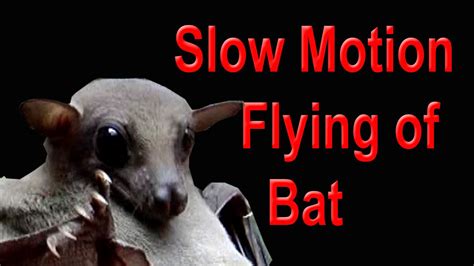 Slow Motion I Fulvous Fruit Bat I Bat Colony YouTube