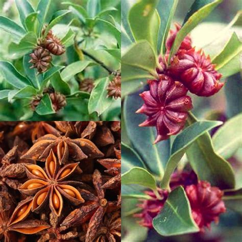 Seeds For Planting Illicium Verum Seeds Staranise Tree Bulk