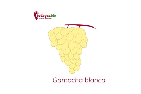 Garnacha Blanca Origen características sabor maridaje Bodegas bio