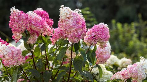 7 Stunning Varieties of Panicle Hydrangea