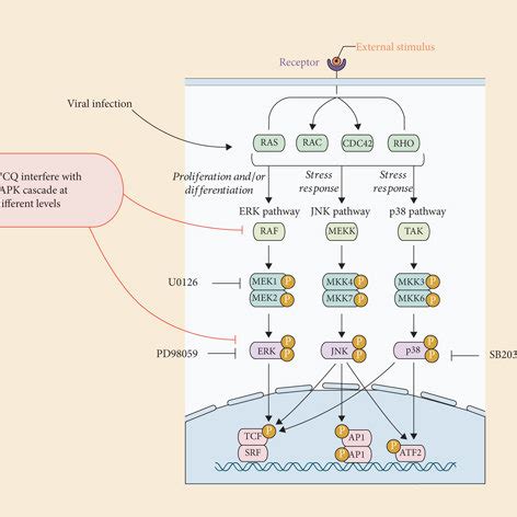 The MAPK pathway: activators and inhibitors. This picture summarizes ... 