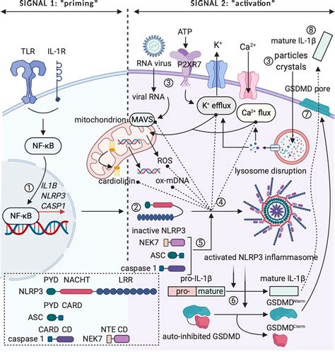 Frontiers Interleukin 1 As Innate Mediator Of T Cell Immunity