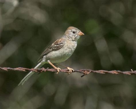 Field Sparrow Owen Deutsch Photography