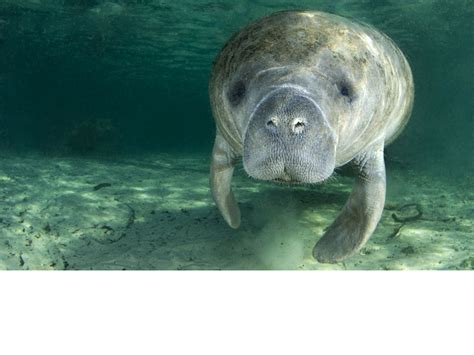 Saving the Crystal River Manatees and the Local Economy | Airvac