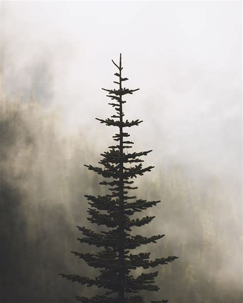 Share 67 Pine Wallpaper In Cdgdbentre