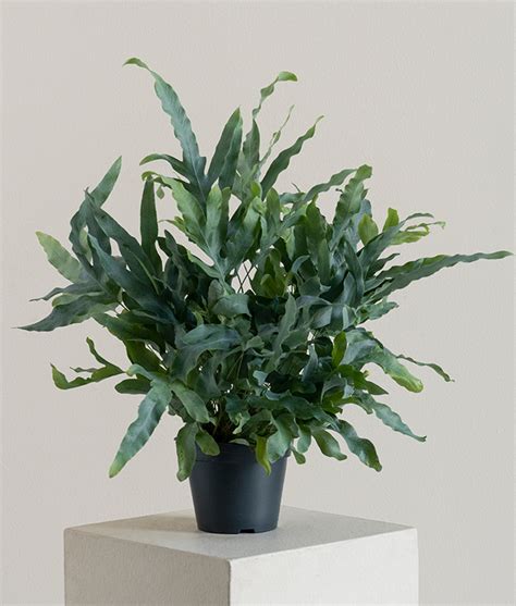 Phlebodium Blue Star – Alia Flowers