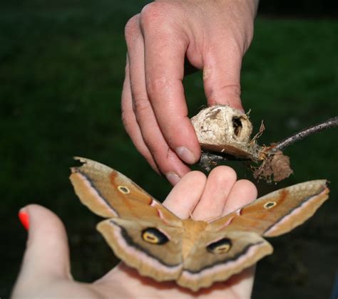 Female Antheraea Polyphemus Moth And Her Cocoon Cocoon Moth Insects