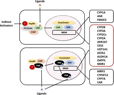 Frontiers The Role Of Pregnane X Receptor Pxr In Substance Metabolism