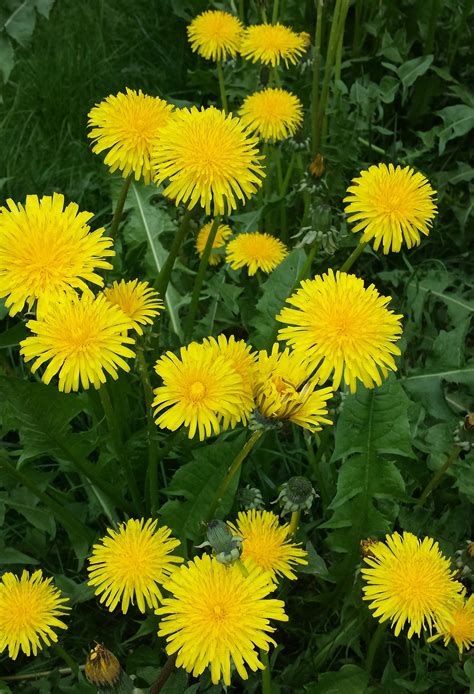 Beautiful Dandelion Flower Photo 10+