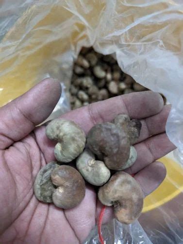 Anacardium Occidentale Dried Cashew Tree Seeds For Agriculture ...