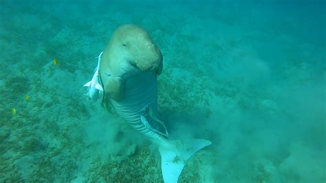 Interesting and Fun Facts About Dugongs - Dugong Trips